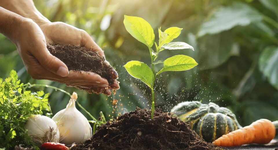 Organic Fertilizers for Plants